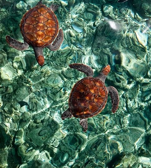 Turtle Beach